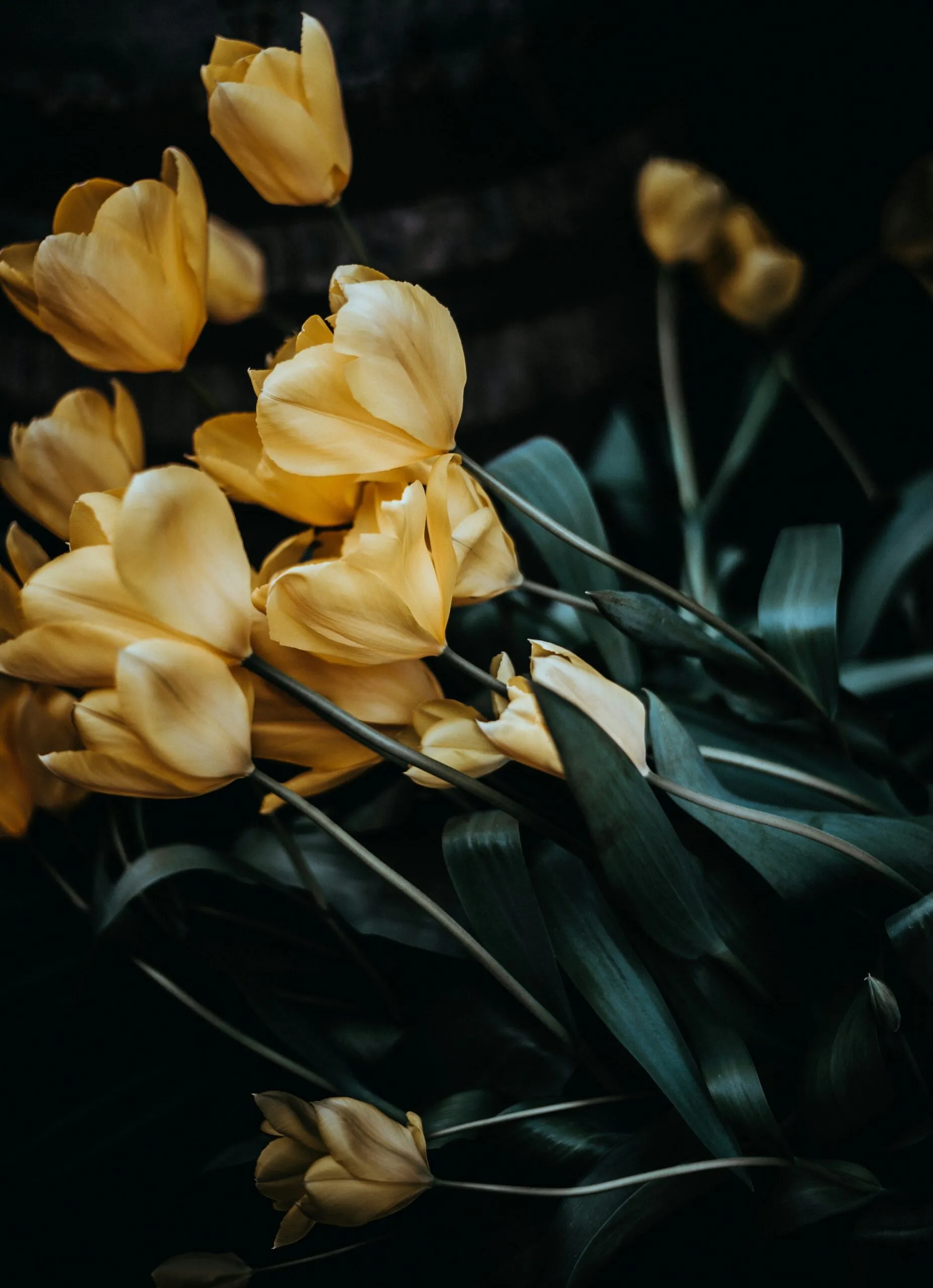 Gros plan sur un bouquet de tulipes jaunes aux tiges vertes en lumière naturelle